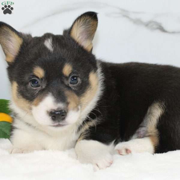 Connor, Pembroke Welsh Corgi Puppy